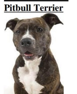 Pitbull Terrier - photo.jpg