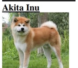 Akita Inu - photo.jpg