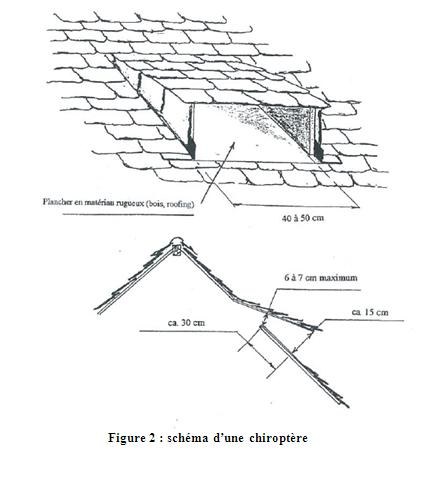 chiroptère