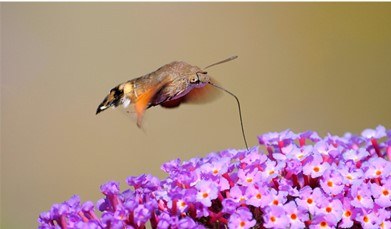 papillon 1